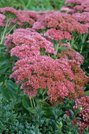Sedum Autumn Joy (Herbstfreude) | 25 pce