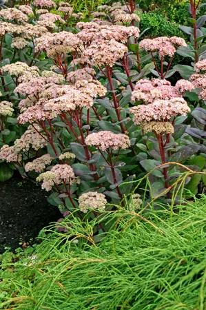 Sedum Matrona NEW | 25 pcs