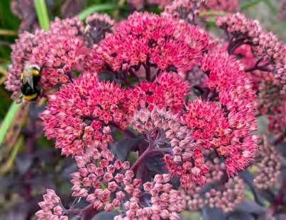 Sedum Mojave Jewels Diamond PBR | 25 pce