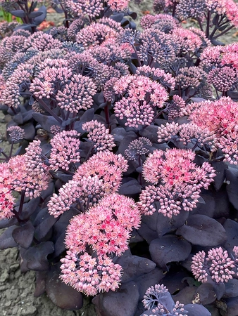 Sedum Mojave Jewels Sapphire | 25 pce