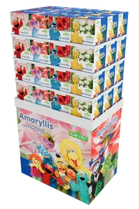 Sesame Street Amaryllis display | 48 pcs