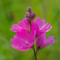 Sidalcea