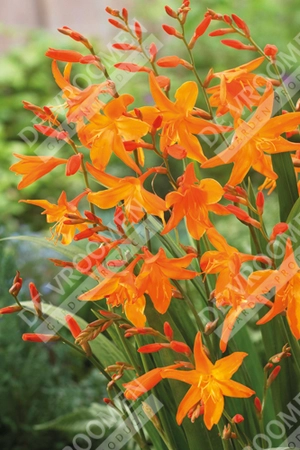 Crocosmia Start Of East | 25 pce