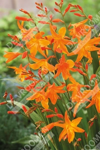 Crocosmia Start Of East | 25 pce