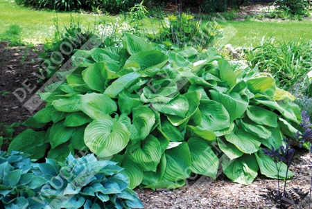 Hosta Sum And Substance | 400 pcs
