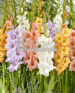 Summer Field Blend NEW | Capper 16 x 30