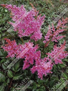 Astilbe Super Sprite | 25 pce