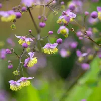 Thalictrum