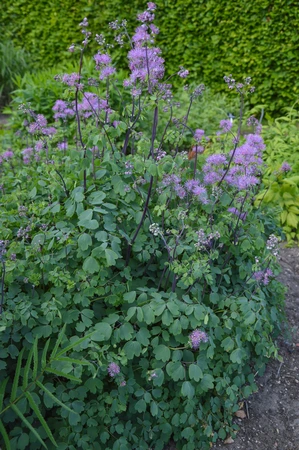 Thalictrum My Little Favorite | 250 pce