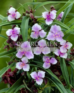 Tradescantia Bilberry Ice | 200 pce