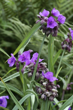 Tradescantia Concord Grape | 200 pce