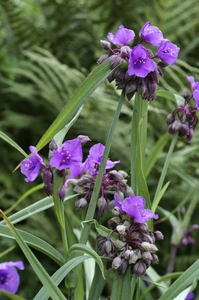 Tradescantia Concord Grape | 200 pce