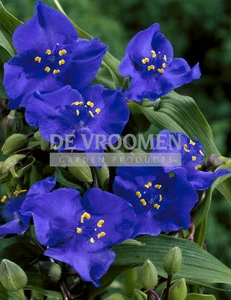 Tradescantia Leonora | 200 pce