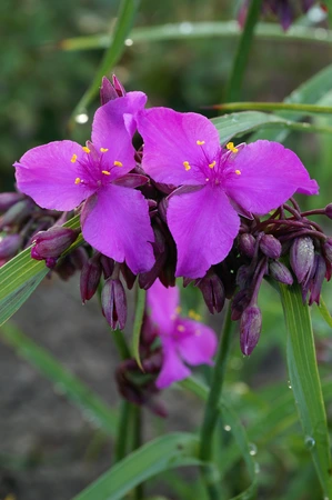 Tradescantia Red Grape NEW | 25 pcs
