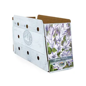 Triteleia laxa Rudy | Cappers 15 x 20 - image 2