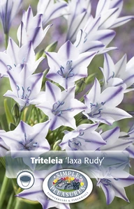 Triteleia laxa Rudy | Cappers 15 x 20 - image 3