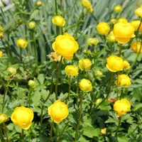 Trollius