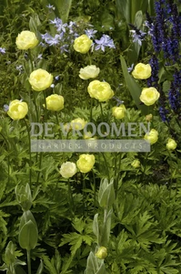 Trollius Alabaster | 25 pce