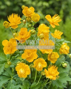 Trollius Golden Queen | 25 pce