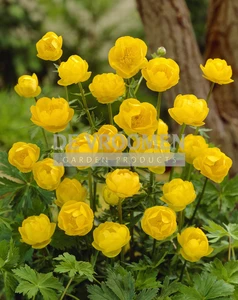 Trollius Lemon Queen | 25 pce