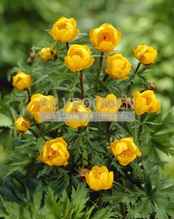 Trollius Superbus | 25 pce