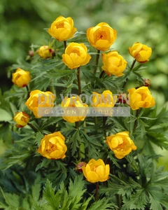 Trollius Superbus | 25 pce