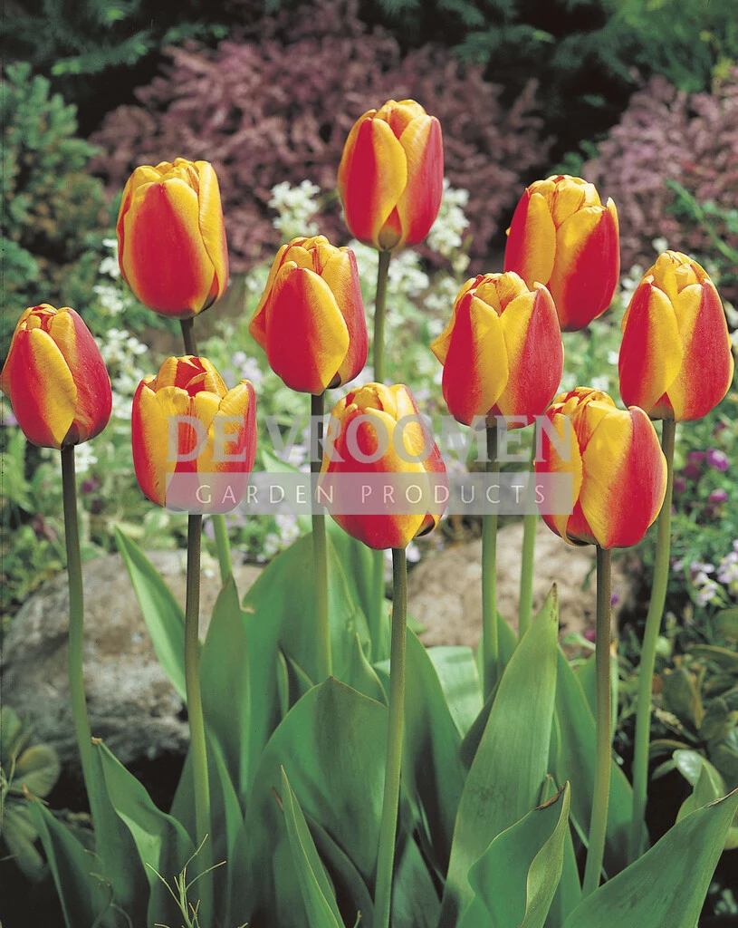 Tulip Apeldoorn's Elite 50 pcs De Vroomen US