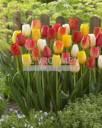 Tulip Artist's Palette Blend | 50 pcs