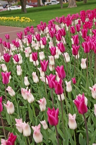 Tulip Blend Chic Lady | 50 pce