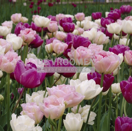 Tulip Blend Double Bubble | 50 pce
