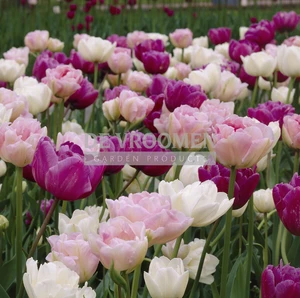 Tulip Blend Double Bubble | 50 pce