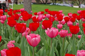 Tulip Blend From Paris with Love | 50 pce