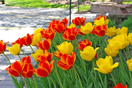 Tulip Blend Golden Embers | 50 pce