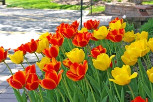 Tulip Blend Golden Embers | 50 pce