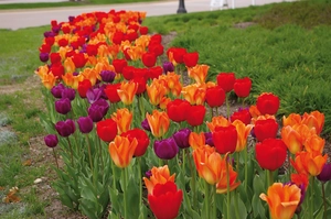 Tulip Blend Heathers Favorite | 50 pce