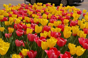 Tulip Blend Impressionable | 50 pce