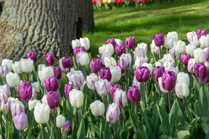 Tulip Blend Jolly Moonscape | 50 pce