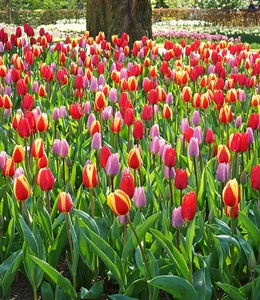 Tulip Blend Long Lasting Giants | 50 pce