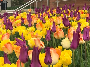 Tulip Blend Look at Me | 50 pce