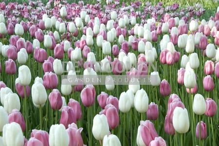 Tulip Blend Marshmellow Fields | 50 pce