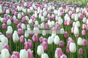 Tulip Blend Marshmellow Fields | 50 pce