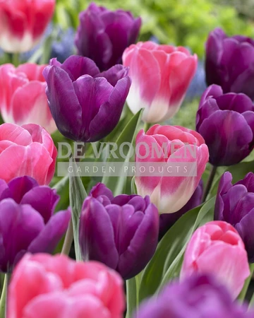 Tulip Blend Mixed Feelings | 50 pce