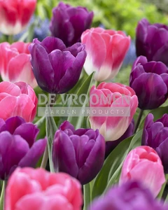 Tulip Blend Mixed Feelings | 50 pce