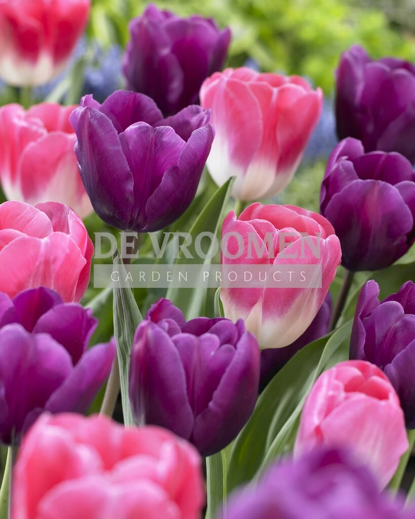 Tulip Blend Mixed Feelings 50 pcs De Vroomen US