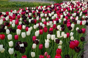 Tulip Blend Night and Day | 50 pce