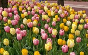 Tulip Blend Peeps | 50 pce