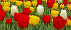 Tulip Blend Quintastic | 50 pce