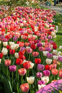 Tulip Blend Rainbow River | 50 pce