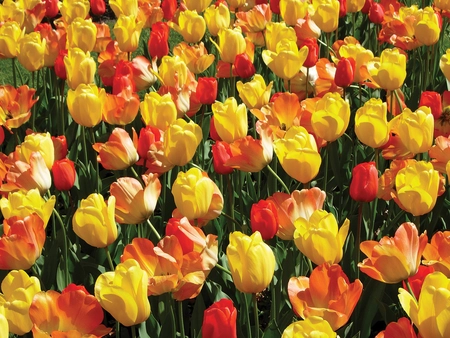Tulip Blend Warm Spring Day | 50 pce