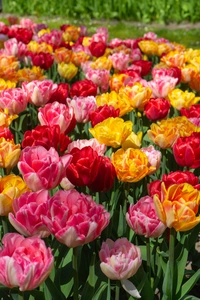 Tulip Foxtrot Dance Blend | 50 pce